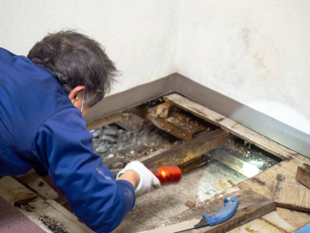Best Mold Testing  in Toledo, OR