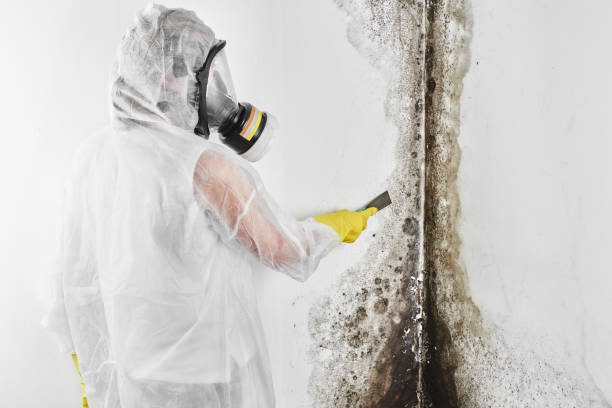 Best Emergency Mold Removal  in Toledo, OR