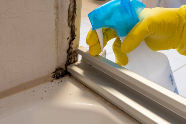 Best Mold Remediation Services  in Toledo, OR