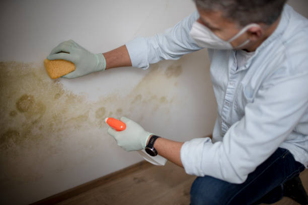 Best Residential Mold Removal  in Toledo, OR