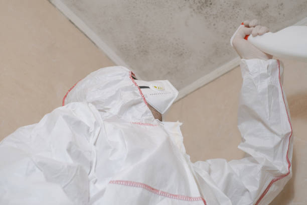 Best Mold Damage Repair  in Toledo, OR