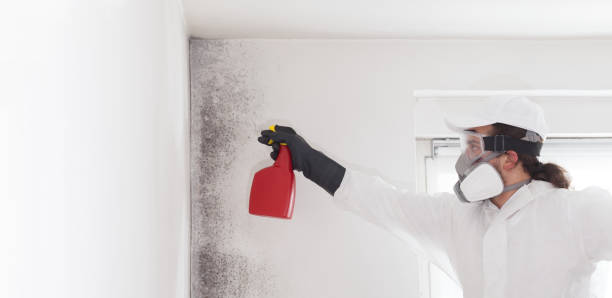 Best Mold Removal Company Near Me  in Toledo, OR