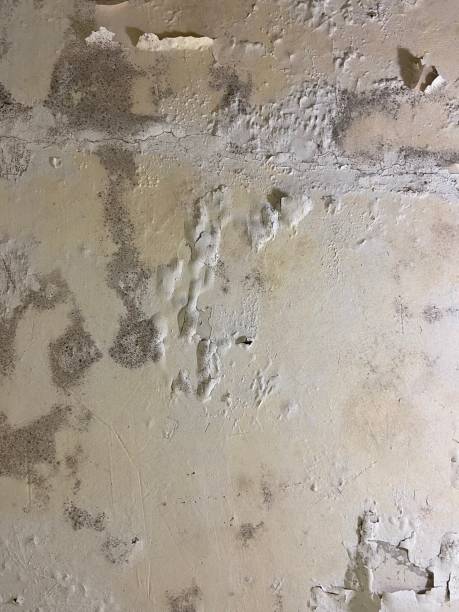 Home Mold Removal in Toledo, OR