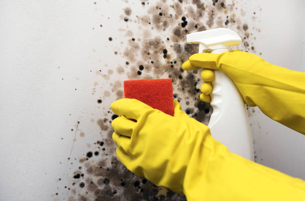 Best Mold Remediation  in Toledo, OR