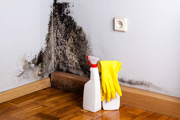 Best Affordable Mold Removal  in Toledo, OR