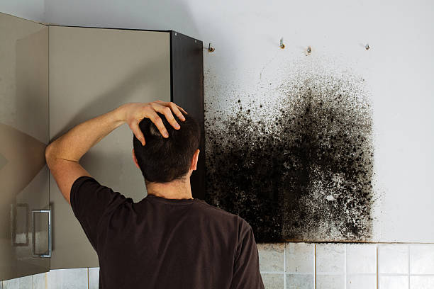 Best Attic Mold Removal  in Toledo, OR