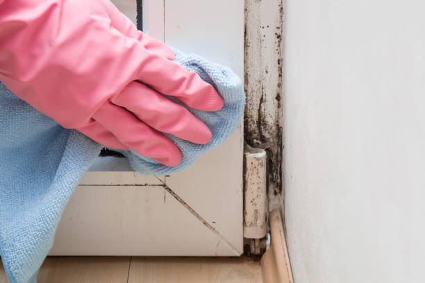 Best Office Mold Removal Services  in Toledo, OR