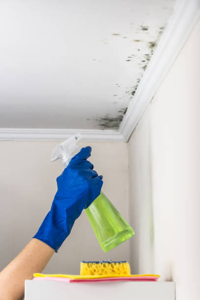 Best Fast Mold Removal  in Toledo, OR